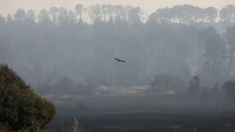Aumentan a 14 los incendios activos en España: varios podrían ser provocados por su intensidad Aumentan a 14 los incendios activos en España: varios podrían ser provocados por su intensidad