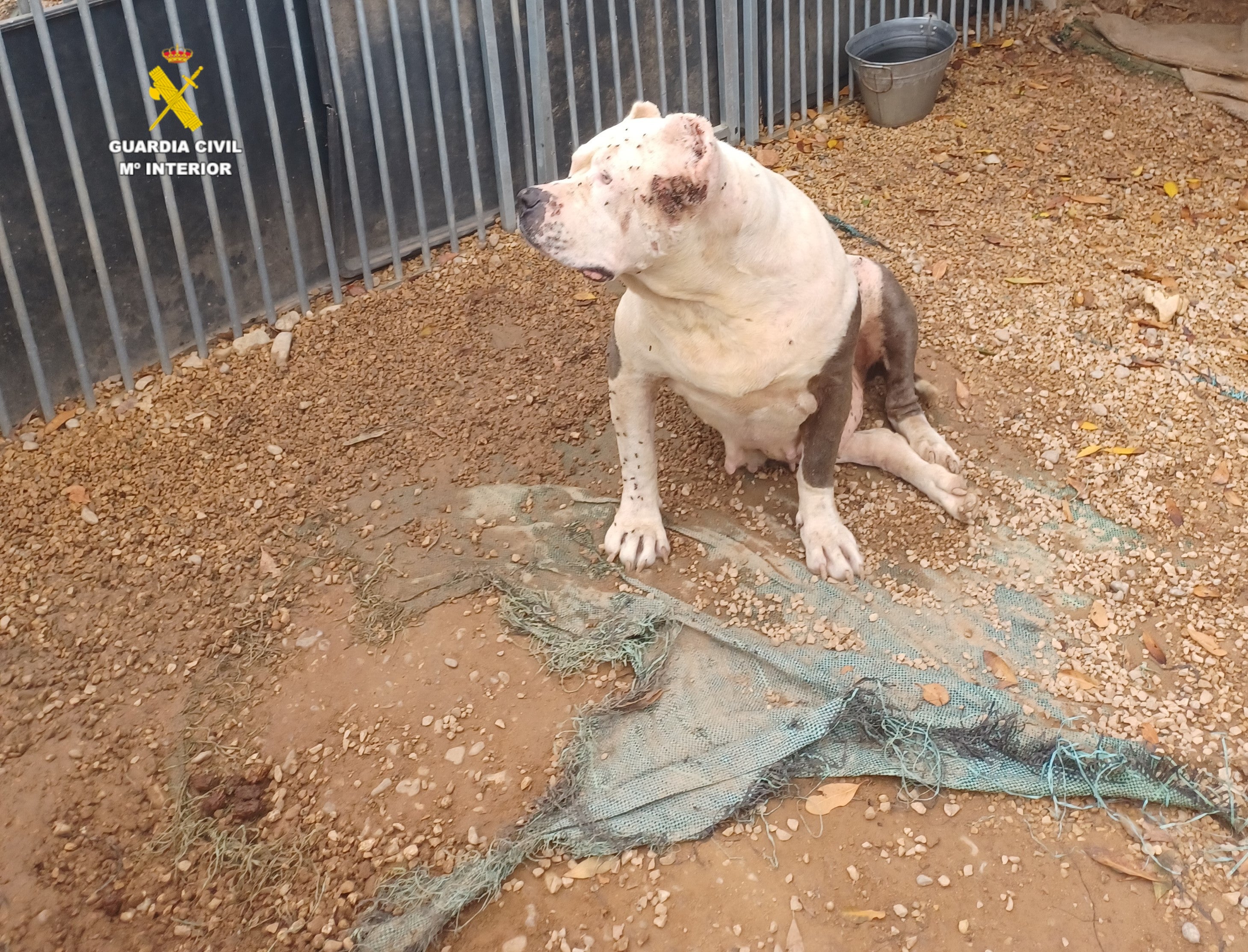 El SEPRONA actúa contra una persona al cuidado de once animales en malas condiciones en la localidad de Benicarló El SEPRONA actúa contra una persona al cuidado de once animales en malas condiciones en la localidad de Benicarló