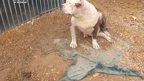 El SEPRONA actúa contra una persona al cuidado de once animales en malas condiciones en la localidad de Benicarló El SEPRONA actúa contra una persona al cuidado de once animales en malas condiciones en la localidad de Benicarló