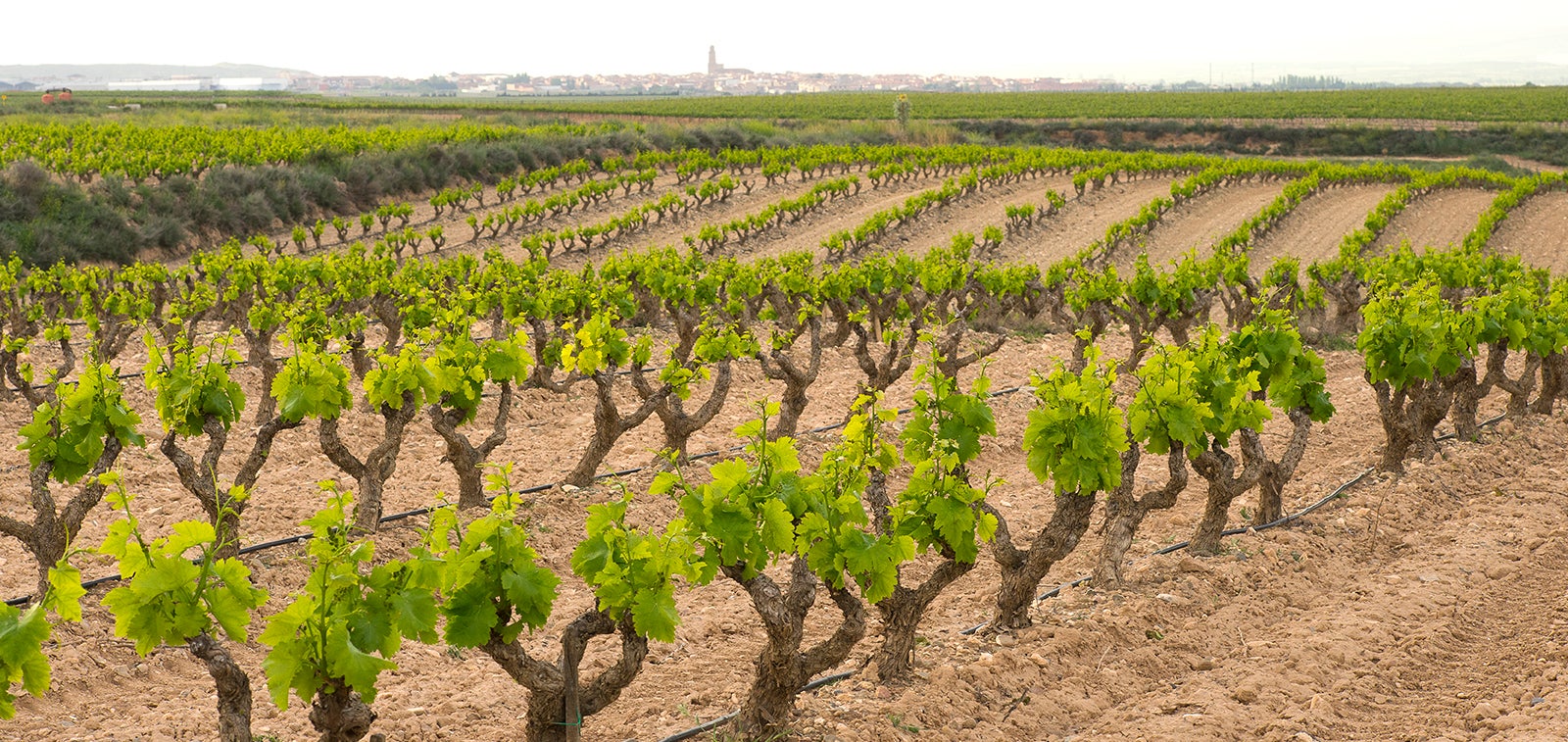 Tras el inicio de vendimia en Alfaro, Aldeanueva de Ebro comienza su cosecha de tempranillo blanco Tras el inicio de vendimia en Alfaro, Aldeanueva de Ebro comienza su cosecha de tempranillo blanco
