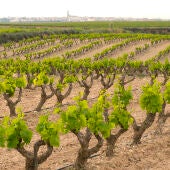 Viñedos de Aldeanueva