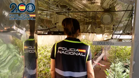 Una agente de la Policía Nacional en la plantación de marihuana desmantelada en Petrer. Una agente de la Policía Nacional en la plantación de marihuana desmantelada en Petrer.
