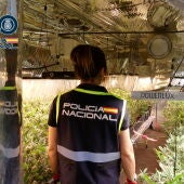 Una agente de la Policía Nacional en la plantación de marihuana desmantelada en Petrer.