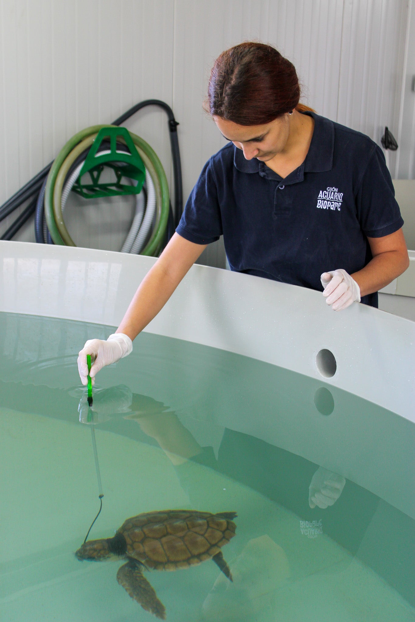 Dos tortugas bobas vuelven a casa Dos tortugas bobas vuelven a casa