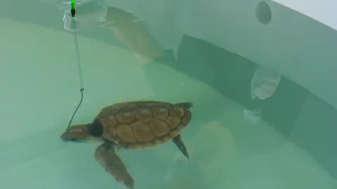 Centro de recuperación de especies marinas de Asturias Centro de recuperación de especies marinas de Asturias