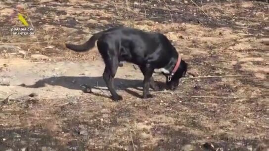 El v&iacute;deo de la Guardia Civil en el que un perro polic&iacute;a ayuda a identificar el culpable del incendio de Colmenar Viejo
