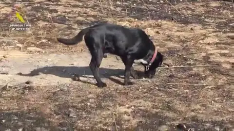 El vídeo de la Guardia Civil en el que un perro policía ayuda a identificar el culpable del incendio de Colmenar Viejo El vídeo de la Guardia Civil en el que un perro policía ayuda a identificar el culpable del incendio de Colmenar Viejo