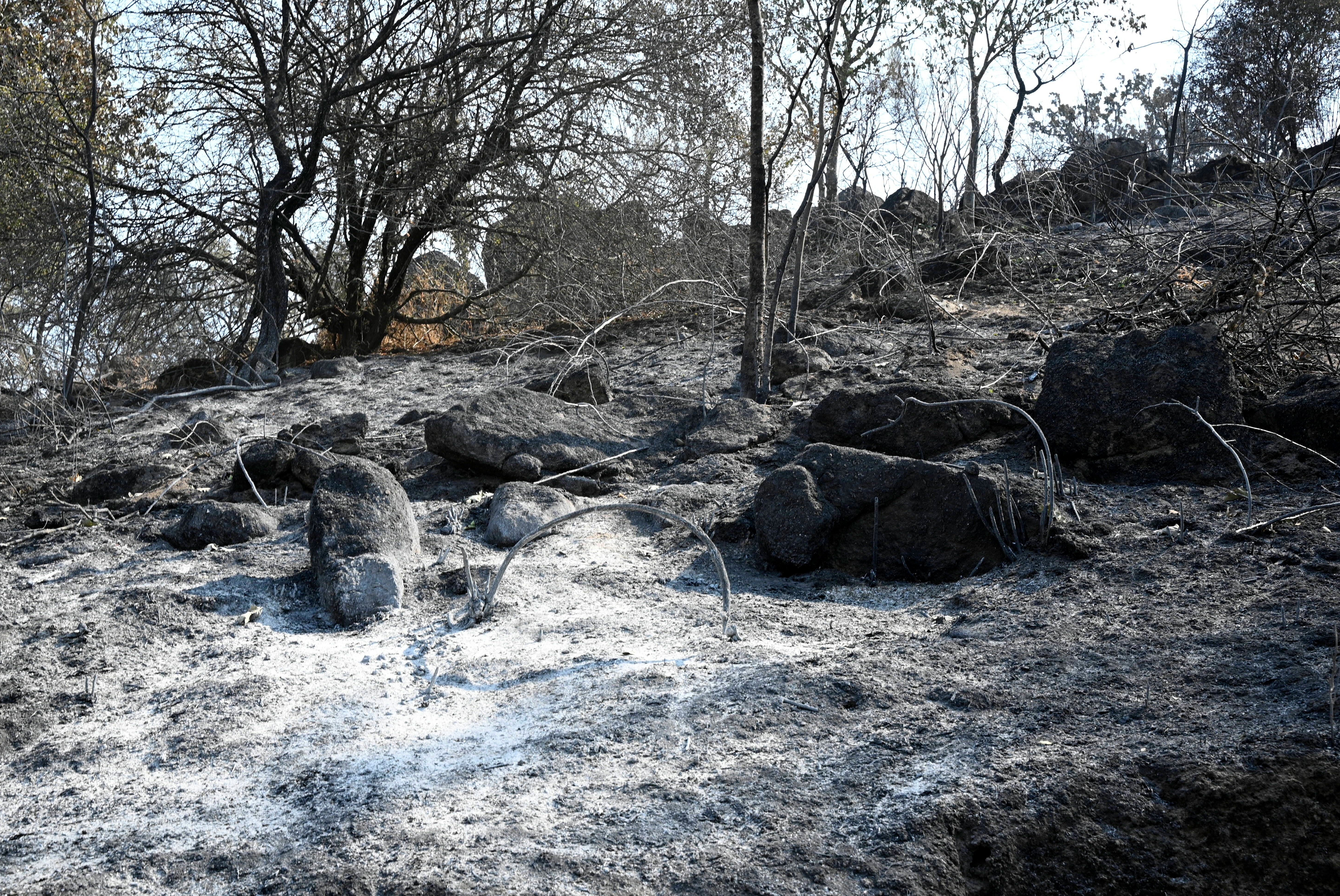 Qué son los intereses cinegéticos que están detrás de algunos incendios forestales Qué son los intereses cinegéticos que están detrás de algunos incendios forestales