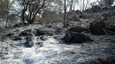 Qué son los intereses cinegéticos que están detrás de algunos incendios forestales Qué son los intereses cinegéticos que están detrás de algunos incendios forestales
