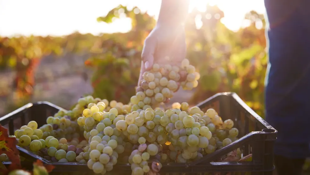 La falta de relevo generacional pone en peligro los históricos viñedos y bodegas familiares de La Mata La falta de relevo generacional pone en peligro los históricos viñedos y bodegas familiares de La Mata