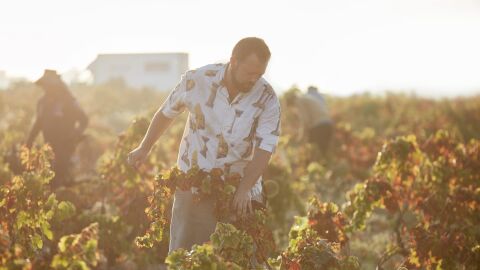 La falta de relevo generacional pone en peligro los hist&oacute;ricos vi&ntilde;edos y bodegas familiares de La Mata