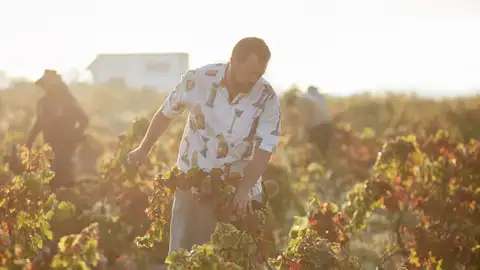 La falta de relevo generacional pone en peligro los históricos viñedos y bodegas familiares de La Mata La falta de relevo generacional pone en peligro los históricos viñedos y bodegas familiares de La Mata