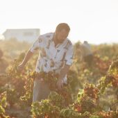 La falta de relevo generacional pone en peligro los históricos viñedos y bodegas familiares de La Mata