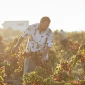 Un trabajador durante la vendimia Un trabajador durante la vendimia
