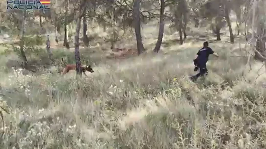 Vídeo: Continúan con las labores de búsqueda de la mujer desaparecida en Palencia Vídeo: Continúan con las labores de búsqueda de la mujer desaparecida en Palencia