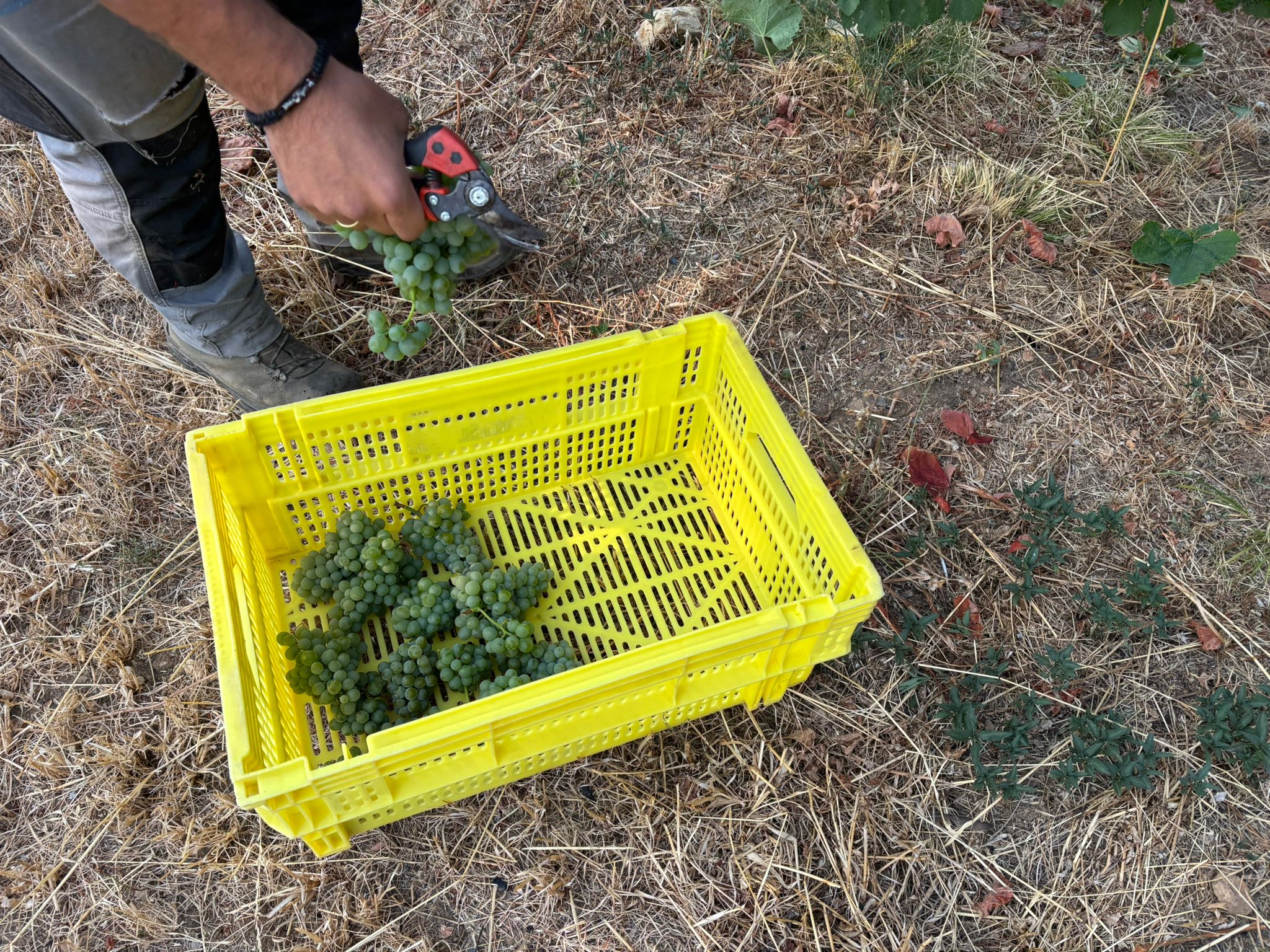 Contrastes en Valdeorras: lucha contra el fuego e inicio de la vendimia Contrastes en Valdeorras: lucha contra el fuego e inicio de la vendimia