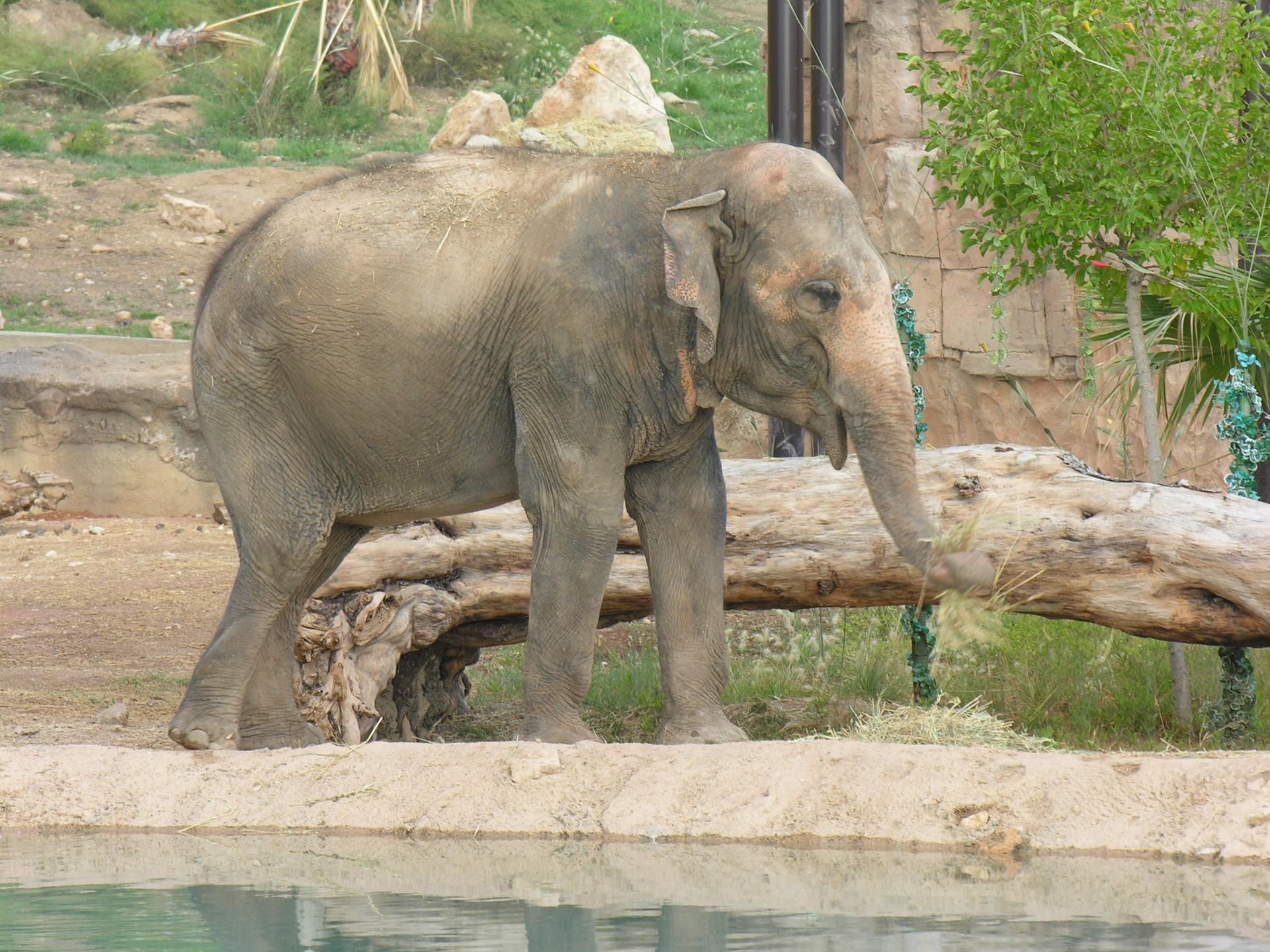 Terra Natura celebra con música y colores el 53º cumpleaños de Petita, símbolo de conservación del elefante asiático Terra Natura celebra con música y colores el 53º cumpleaños de Petita, símbolo de conservación del elefante asiático