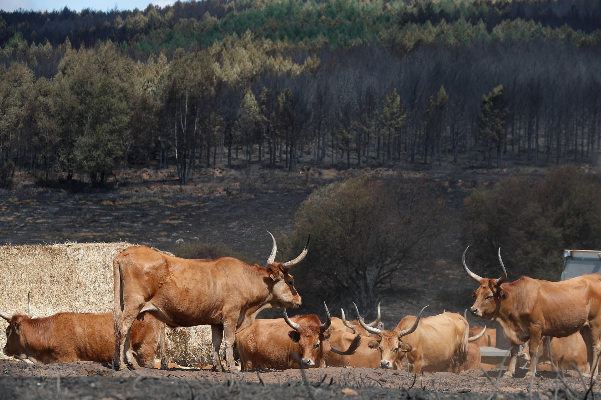 Los ganaderos afectados por los incendios en Sanabria: "Lo triste es que no se aprende la lección por parte de las administraciones públicas" Los ganaderos afectados por los incendios en Sanabria: "Lo triste es que no se aprende la lección por parte de las administraciones públicas"