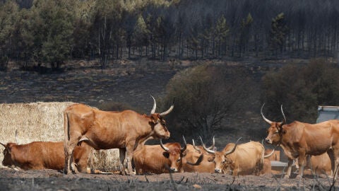 Ganado junto a una zona afectada por el fuego en la parroquia de Bendollo (Quiroga) Ganado junto a una zona afectada por el fuego en la parroquia de Bendollo (Quiroga)