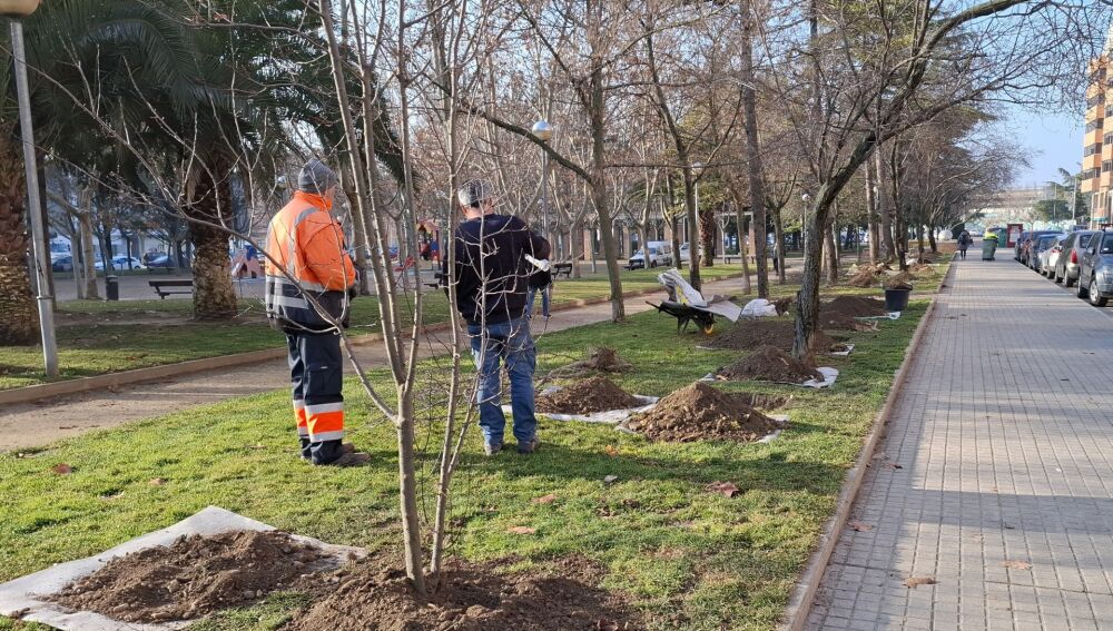 Una de las calles donde se han plantado árboles recientemente.
