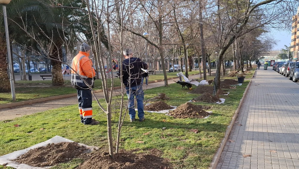 Una de las calles donde se han plantado árboles recientemente. Una de las calles donde se han plantado árboles recientemente.