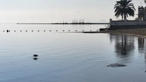 Playa de Los Urrutias, en el Mar Menor Playa de Los Urrutias, en el Mar Menor