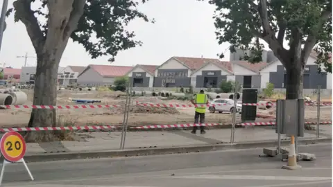 Varios de los ejemplares que desaparecerán con la construcción de la nueva rotonda. Varios de los ejemplares que desaparecerán con la construcción de la nueva rotonda.