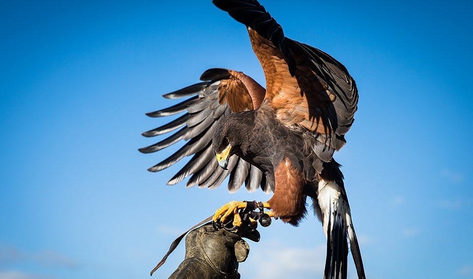 Aves rapaces: una historia de poder y jerarquía Aves rapaces: una historia de poder y jerarquía