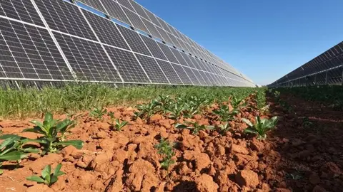 Archivo - Planta solar de Endesa en Andalucía. - ENDESA - Archivo Archivo - Planta solar de Endesa en Andalucía. - ENDESA - Archivo