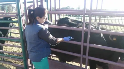 Archivo - Vacunación contra la lengua azul. - JUNTA DE ANDALUCÍA - Archivo Archivo - Vacunación contra la lengua azul. - JUNTA DE ANDALUCÍA - Archivo