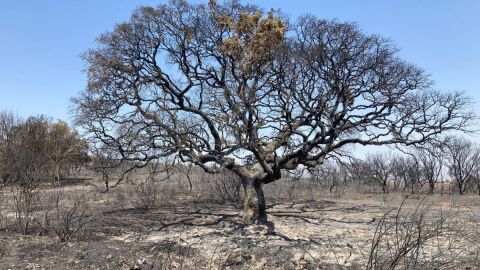 La encinona de 600 a&ntilde;os que se ha quemado en los incendios