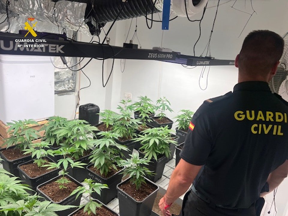 La Guardia Civil desmantela un cultivo de marihuana en Pedreguer y destapa un punto de venta de droga en una vivienda La Guardia Civil desmantela un cultivo de marihuana en Pedreguer y destapa un punto de venta de droga en una vivienda