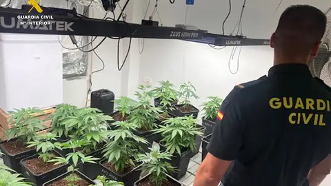 La Guardia Civil desmantela un cultivo de marihuana en Pedreguer y destapa un punto de venta de droga en una vivienda La Guardia Civil desmantela un cultivo de marihuana en Pedreguer y destapa un punto de venta de droga en una vivienda