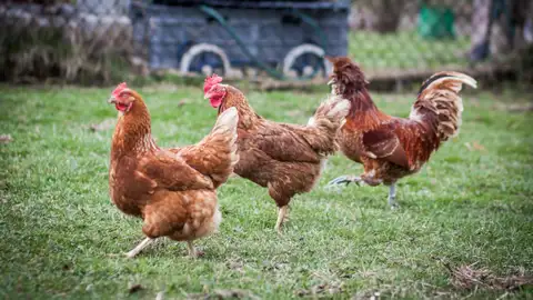 Unas 700 gallinas y gallos siguen sueltos en avenidas y plazas de Torrevieja Unas 700 gallinas y gallos siguen sueltos en avenidas y plazas de Torrevieja