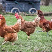 Unas 700 gallinas y gallos siguen sueltos en avenidas y plazas de Torrevieja Unas 700 gallinas y gallos siguen sueltos en avenidas y plazas de Torrevieja