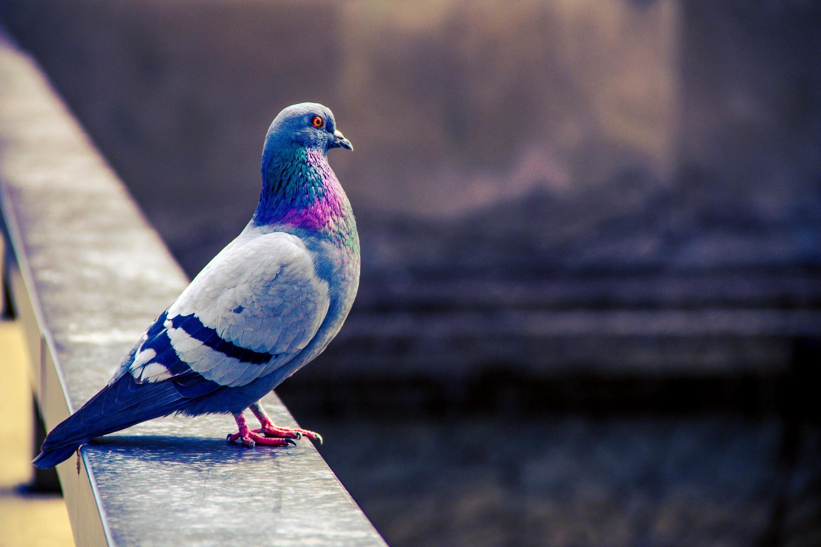 Descubrimos la colombofobia: el miedo escénico a las palomas Descubrimos la colombofobia: el miedo escénico a las palomas