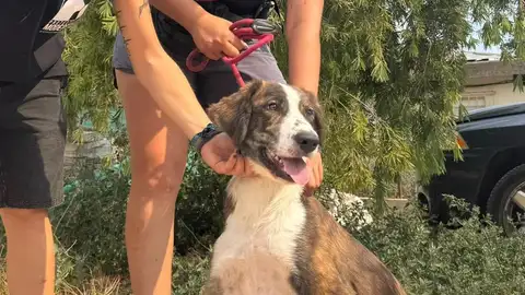 Narciso es uno de los últimos cachorros que han recogido este verano en la protectora Modepran Narciso es uno de los últimos cachorros que han recogido este verano en la protectora Modepran