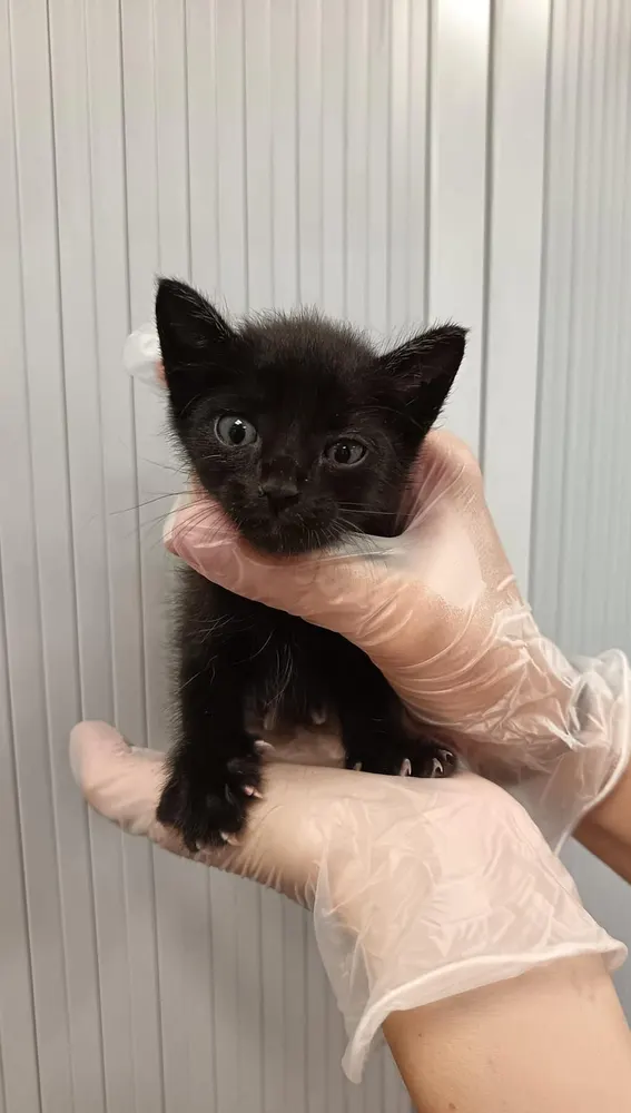 Didack y Pau Didack y Pau