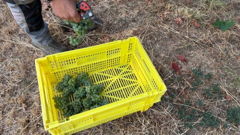 Comeza a vendima en Valdeorras pese ós lumes Comeza a vendima en Valdeorras pese ós lumes