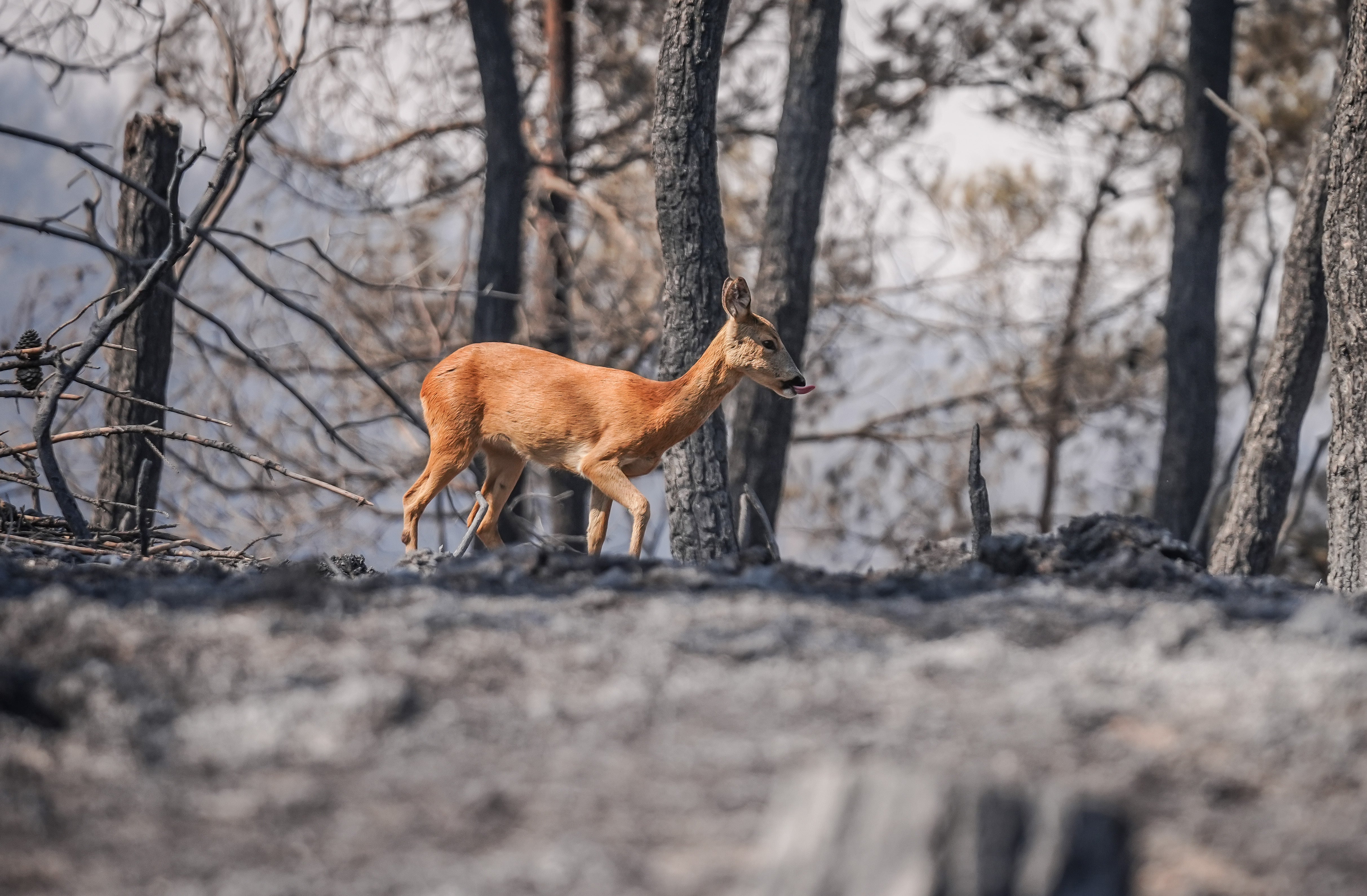 ¿Puede la vegetación recuperarse por sí sola después de un gran incendio? ¿Puede la vegetación recuperarse por sí sola después de un gran incendio?
