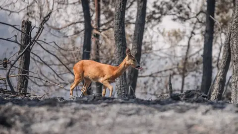 ¿Puede la vegetación recuperarse por sí sola después de un gran incendio? ¿Puede la vegetación recuperarse por sí sola después de un gran incendio?
