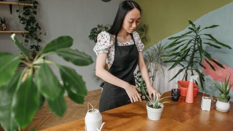 Guarderías para plantas Guarderías para plantas