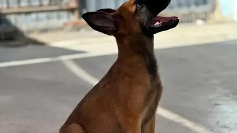 Perrito de la Protectora de Animales de Ceuta Perrito de la Protectora de Animales de Ceuta