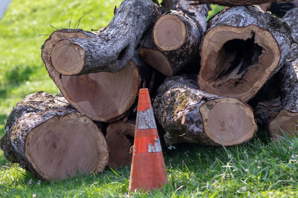 Talar el árbol de su jardín le puede salir muy caro: una mujer en Reino Unido se enfrenta a una enorme multa Talar el árbol de su jardín le puede salir muy caro: una mujer en Reino Unido se enfrenta a una enorme multa