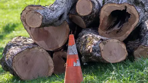 Talar el árbol de su jardín le puede salir muy caro: una mujer en Reino Unido se enfrenta a una enorme multa Talar el árbol de su jardín le puede salir muy caro: una mujer en Reino Unido se enfrenta a una enorme multa