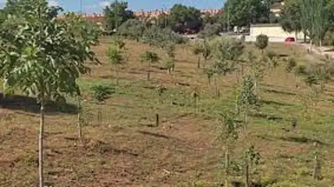 Bosque urbano Guadalajara. Bosque urbano Guadalajara.