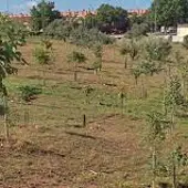 Bosque urbano Guadalajara. Bosque urbano Guadalajara.