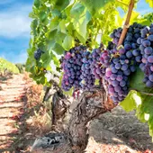 Viñedo en un municipio de Rioja alavesa Viñedo en un municipio de Rioja alavesa