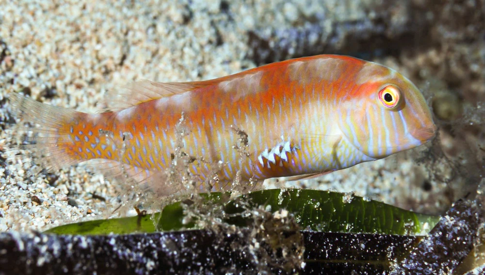 El raor es uno de los pescados más valorados en Formentera El raor es uno de los pescados más valorados en Formentera