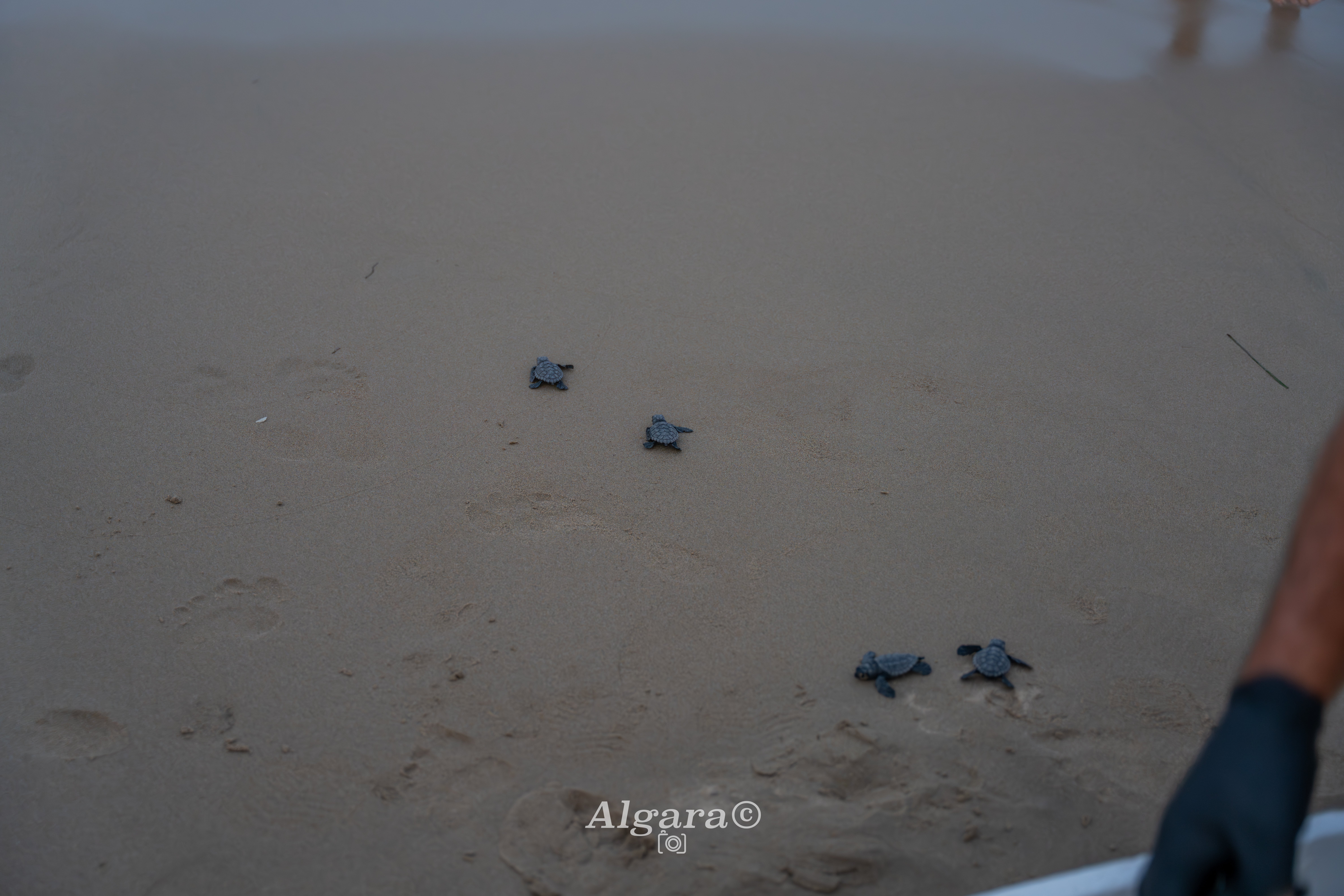 Las playas de Elche se consolidan como espacio de reproducción de la tortuga boba Las playas de Elche se consolidan como espacio de reproducción de la tortuga boba